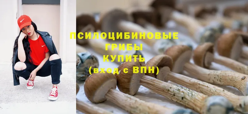 Галлюциногенные грибы Cubensis Сясьстрой